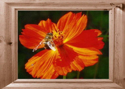 Efflorescence du Jardin de la Grâce et de la Conscience