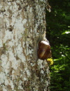 L’ascension de l’escargot