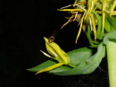 Insectes en promenade
