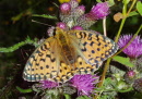 Papillon, marais de la Vraconnaz