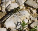 Libellule sur un chemin caillouteux