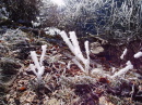 Winterliche Magie, Schauder