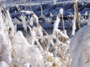 Winterliche Magie, Zartheit