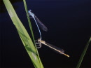 55_libellule_en_couple_p1010005a