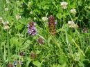 67_prairies_en_juin_p7020047