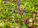 68_couleurs_apaisantes_p1010018b