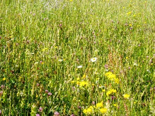 Fleurs des champs