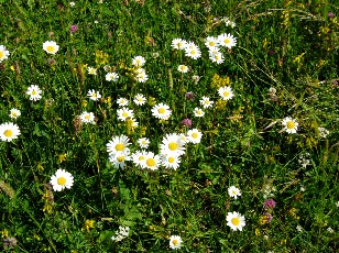 Fleurs des champs