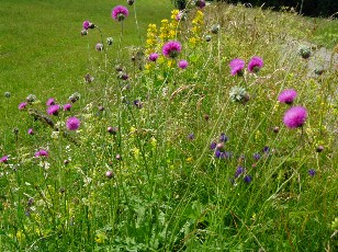 Fleurs des champs