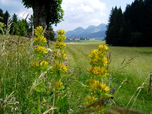 L'Auberson en juillet