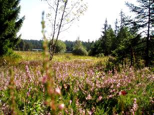 Etang de la Grure