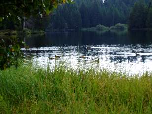 Etang de la Grure