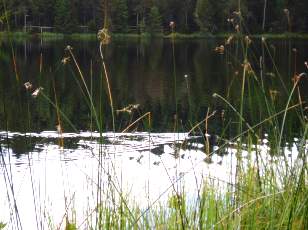 Etang de la Grure