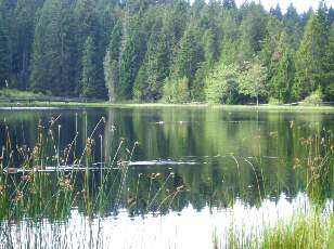 Etang de la Grure