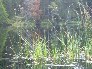 Etang de la Grure