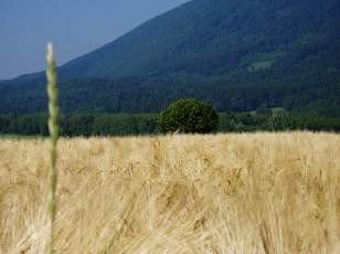 Dans les champs en juillet