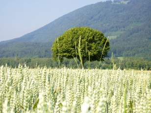 Dans les champs en juillet