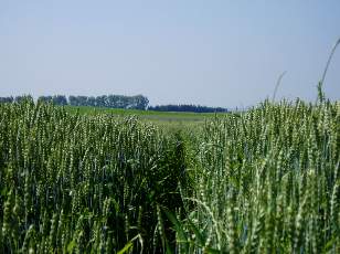 Dans les champs en juillet