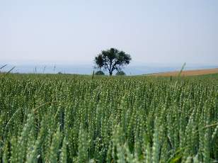 Dans les champs en juillet