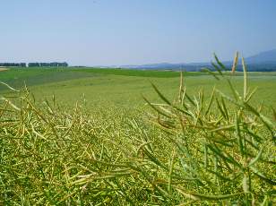 Dans les champs en juillet