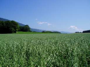 Dans les champs en juillet