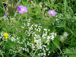 Fleurs de juin