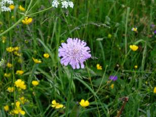 Fleurs de juin