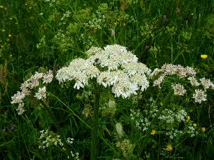 Fleurs de juin