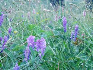 Fleurs de juin