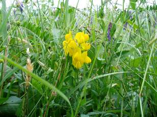 Fleurs de juin