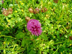 Fleurs de juin