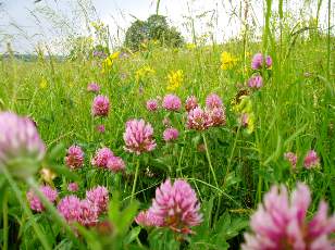 Fleurs de juin