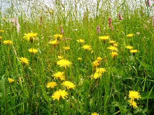 Fleurs de juin