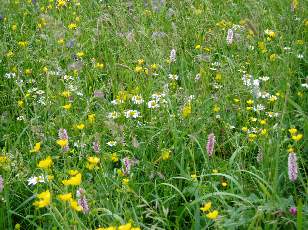 Fleurs de juin