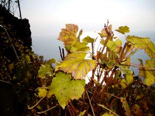 Vigne du Lavaux en novembre avec vue sur le lac Lman