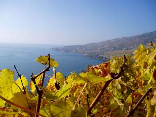 Vigne du Lavaux en novembre avec vue sur le lac Lman