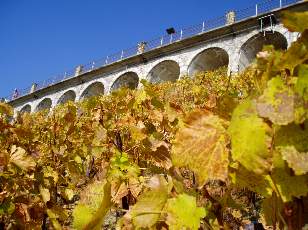 Vigne du Lavaux en novembre