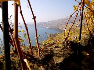 Vigne du Lavaux en novembre avec vue sur le lac Lman