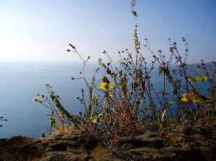 Vigne du Lavaux en novembre avec vue sur le lac Lman