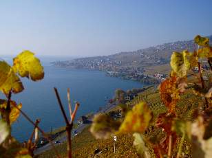 Vigne du Lavaux en novembre avec vue sur le lac Lman