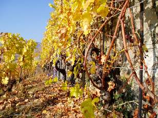 Vigne du Lavaux en novembre