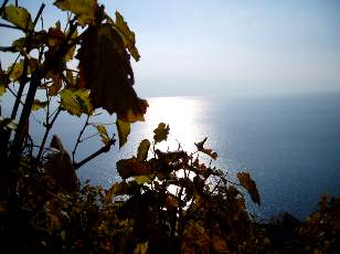 Vigne du Lavaux en novembre avec vue sur le lac Lman