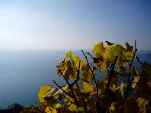 Vigne du Lavaux en novembre avec vue sur le lac Lman