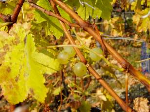 Vigne du Lavaux en novembre