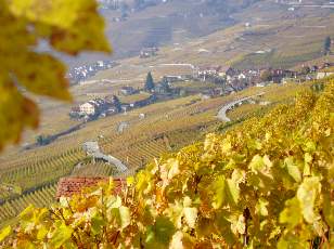 Vigne du Lavaux en novembre