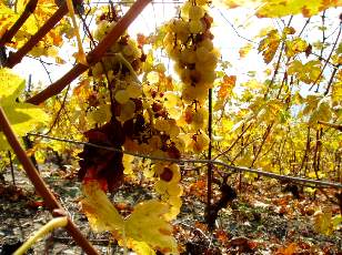 Vigne du Lavaux en novembre