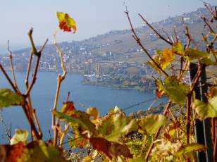 Vigne du Lavaux en novembre avec vue sur le lac Lman