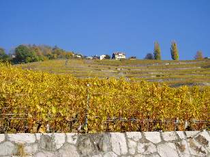 Vigne du Lavaux en novembre