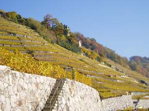 Vigne du Lavaux en novembre