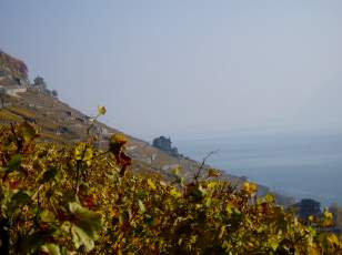 Vigne du Lavaux en novembre avec vue sur le lac Léman